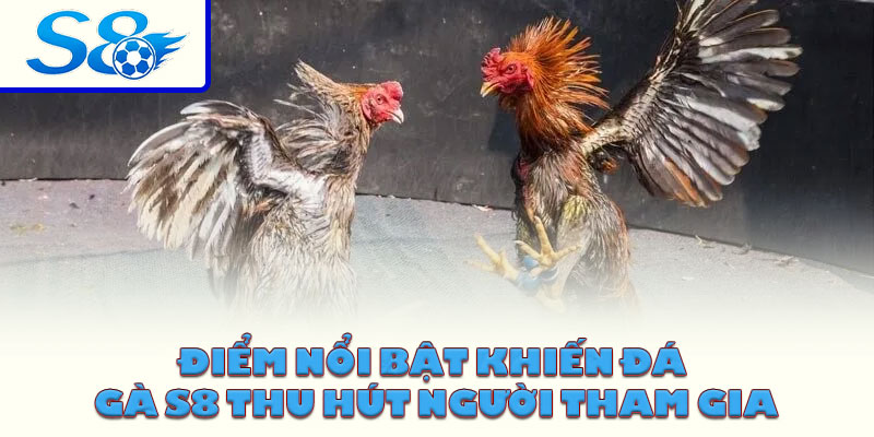 Điểm nổi bật khiến đá gà S8 thu hút người tham gia